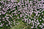 Silene acaulis, incontrata lungo la fascia subalpina dal parco Jotunheimen, Norvegia.